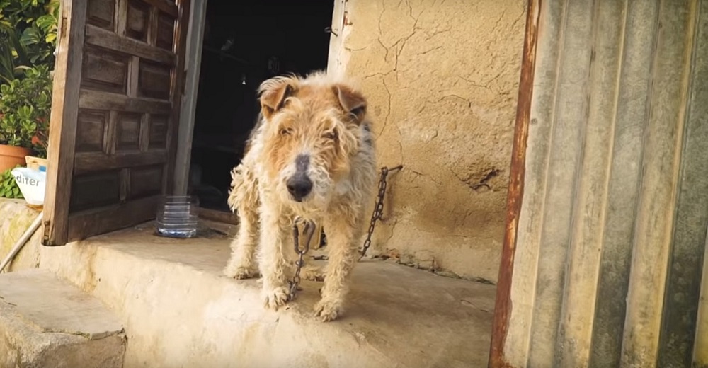 Perrita que pasó toda su vida encadenada a una pared rompe en llanto cuando alguien la libera