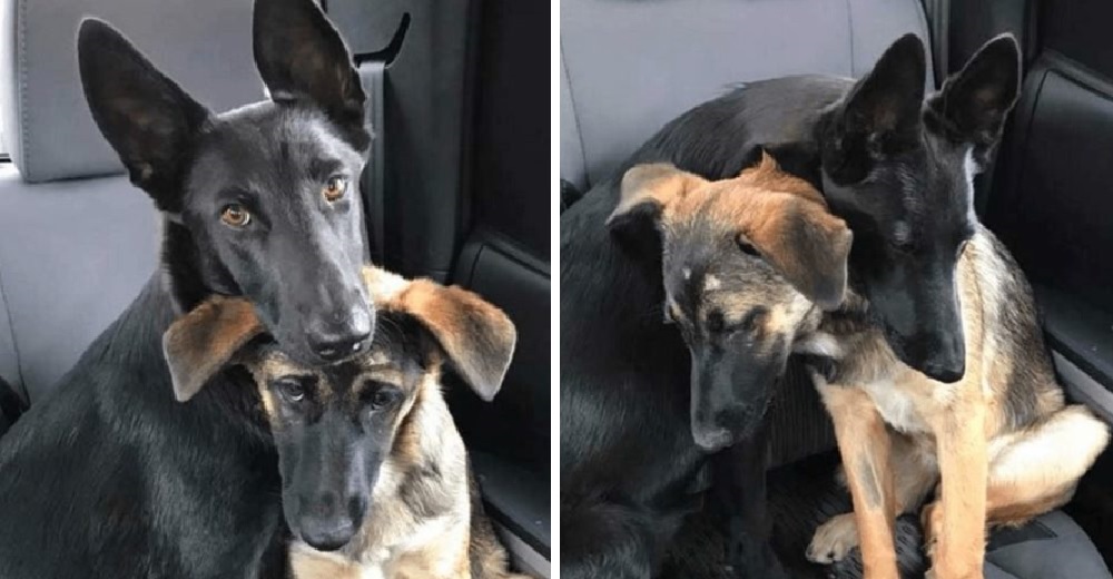 Dos cachorros no tienen nada en el mundo, pero se aferran el uno al otro y se niegan a separarse Dos cachorros no tienen nada en el mundo, pero se aferran el uno al otro y se niegan a separarse