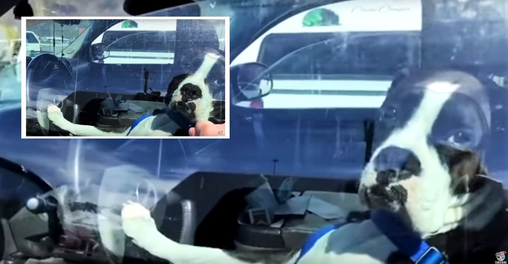 Un impaciente perrito toca la bocina del auto de su humano para exigir que lo lleven de paseo Un impaciente perrito toca la bocina del auto de su humano para exigir que lo lleven de paseo