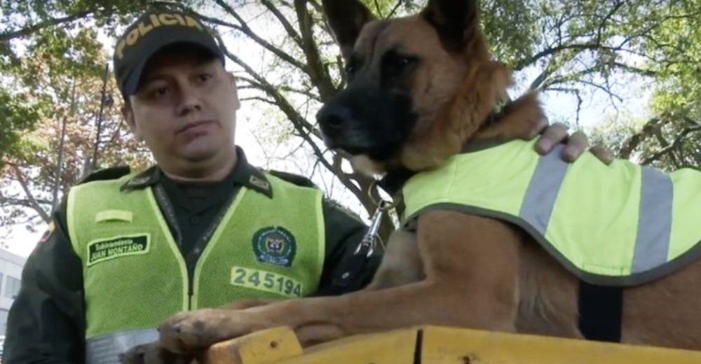 La Policía incorpora a sus fuerzas a más de 35 perritos rescatados del hambre y el abandono La Policía incorpora a sus fuerzas a más de 35 perritos rescatados del hambre y el abandono
