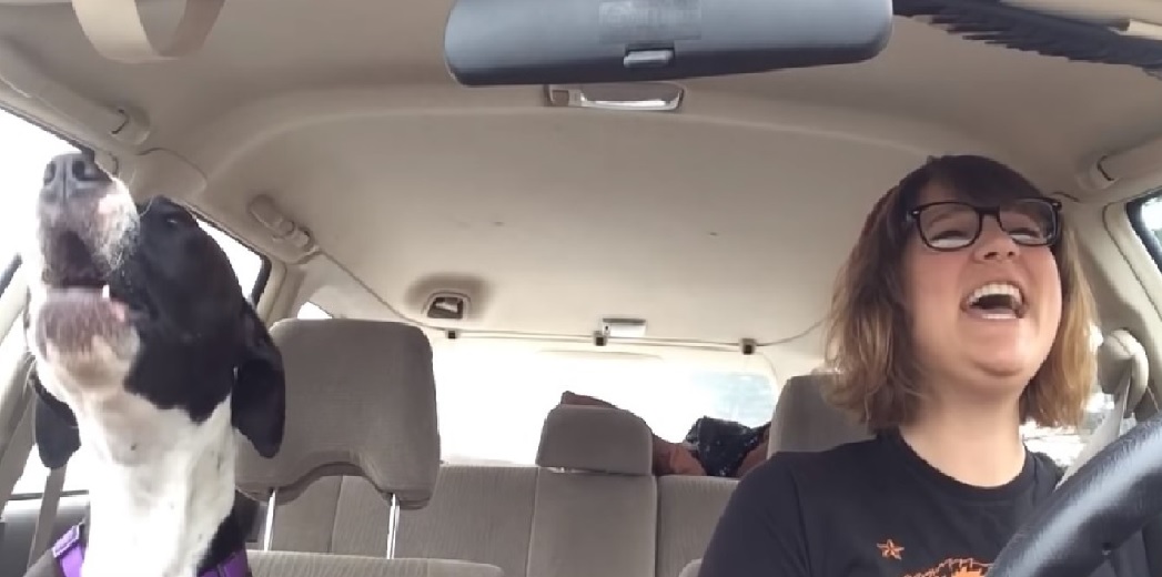 Una perrita disfruta de un viaje en auto normal, hasta que suena una canción de Michael Jackson Una perrita disfruta de un viaje en auto normal, hasta que suena una canción de Michael Jackson