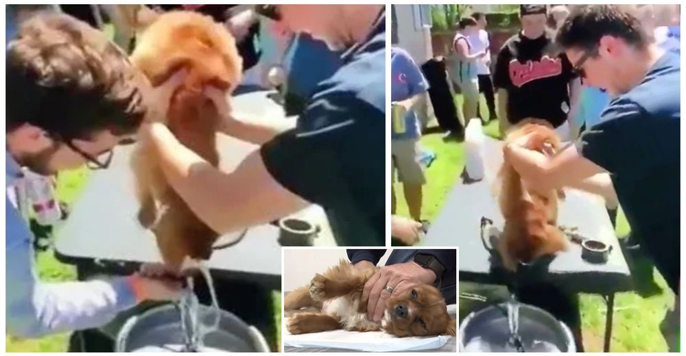 Dos jóvenes obligan a beber cerveza a un cachorro de apenas 8 meses y reciben su castigo Dos jóvenes obligan a beber cerveza a un cachorro de apenas 8 meses y reciben su castigo