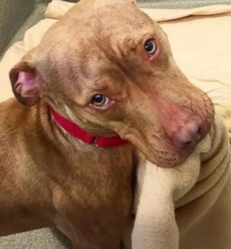 Como Hacer Que Un Pitbull Suelte A Otro Perro
