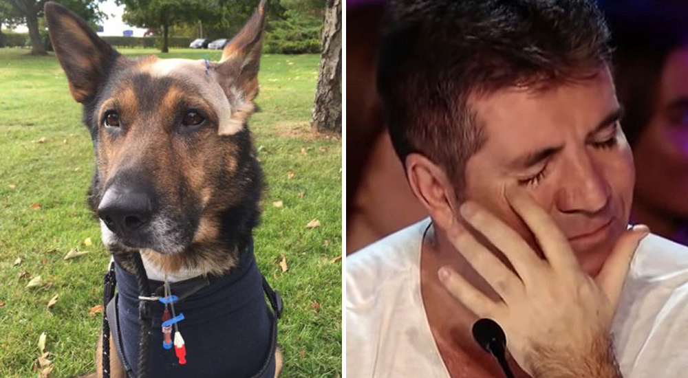 Perro policía y su dueño hacen llorar a Simon Cowell tras revelarse su historia de heroísmo