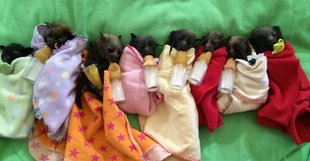Un hospital entero se desvela por proteger y llenar de mimos a estos murciélagos bebés Un hospital entero se desvela por proteger y llenar de mimos a estos murciélagos bebés