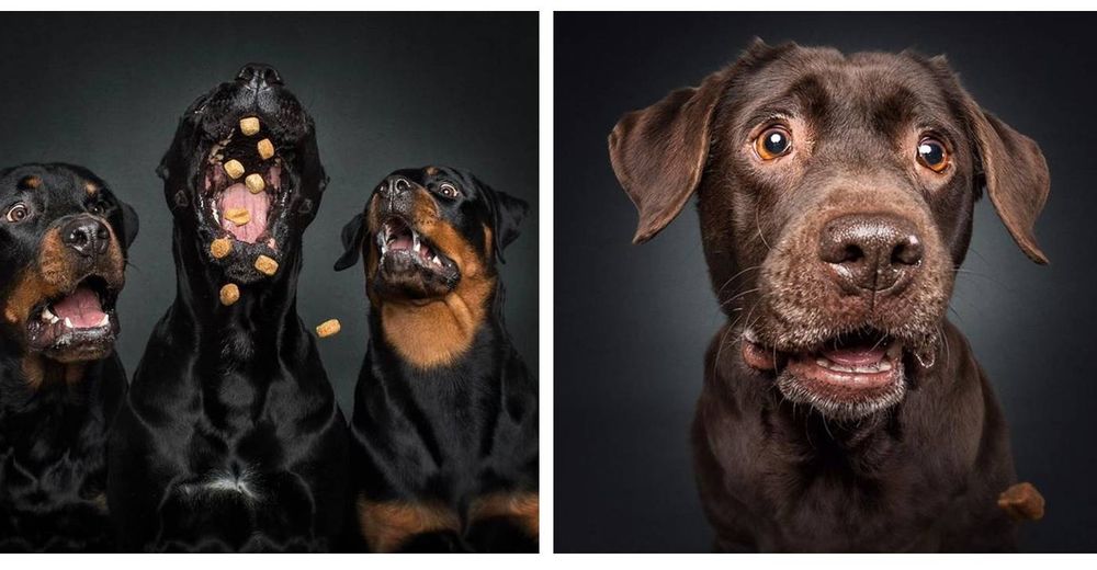Las imágenes virales de la divertida cara de perritos intentando capturar golosinas en el aire Las imágenes virales de la divertida cara de perritos intentando capturar golosinas en el aire