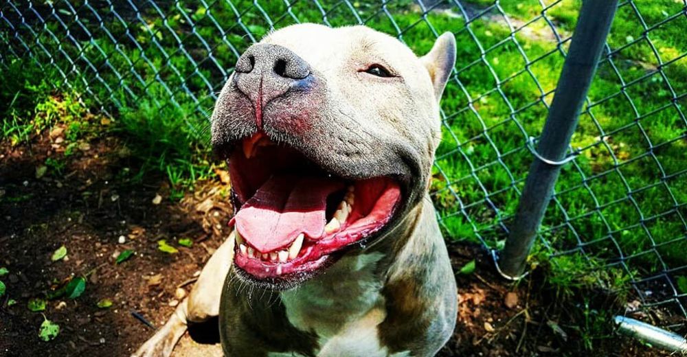 Pitbull con la sonrisa más dulce ha estado esperando durante 981 días por un hogar fijo