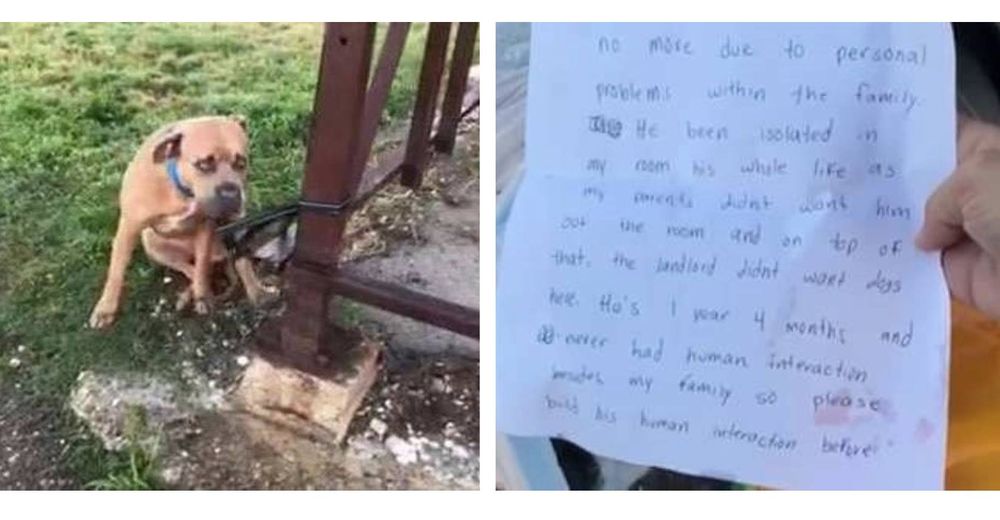 Abandonan a un perrito sujeto a una valla con la nota más triste del mundo