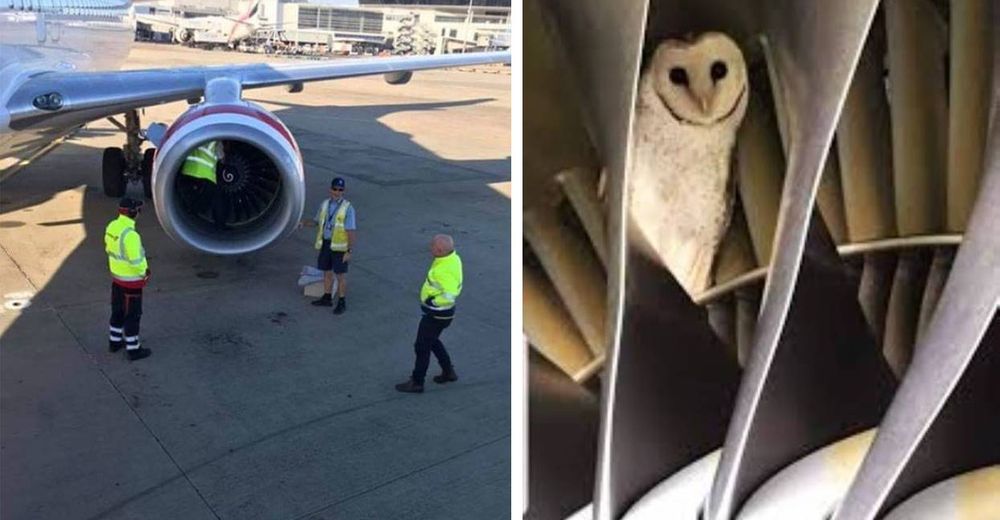 Un búho dormilón es rescatado del motor de un avión minutos antes de despegar