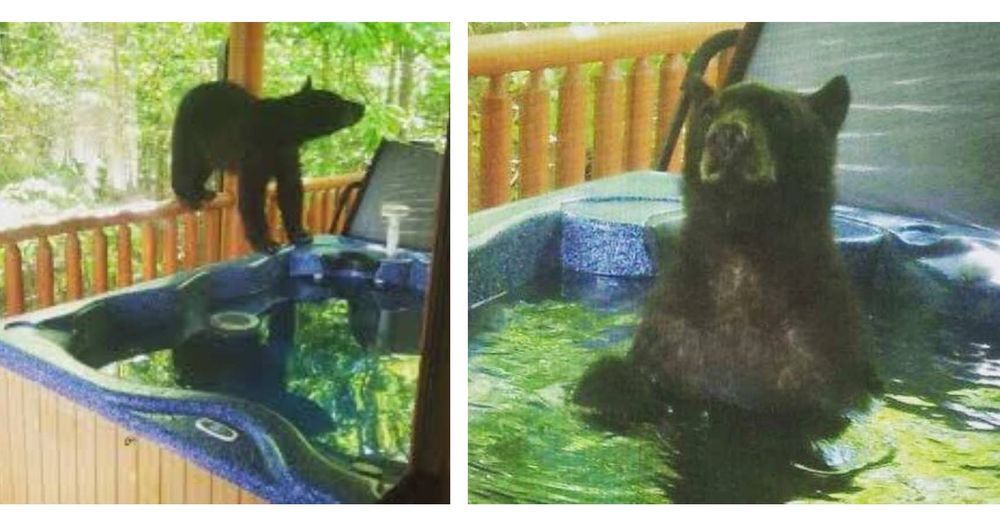 Una pareja iba a tomar un relajante baño en su hidromasaje, pero un atrevido oso llegó primero