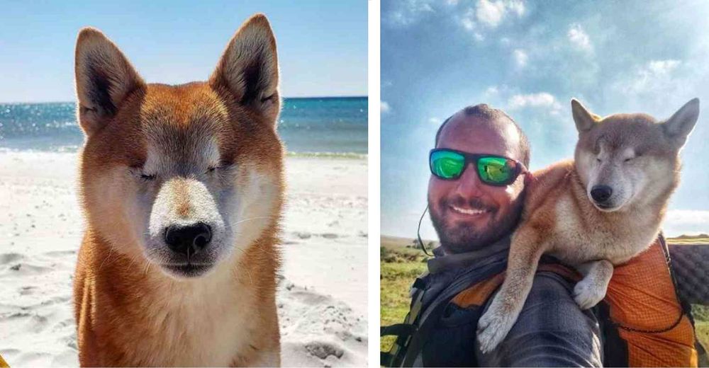 Perrita ciega hace una caminata épica de 1700 kilómetros para que pueda recuperar su confianza Perrita ciega hace una caminata épica de 1700 kilómetros para que pueda recuperar su confianza