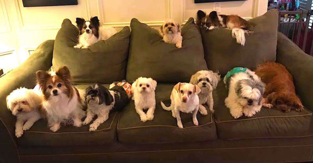 Un paquete completo de perros se sienta educadamente y posa para su foto familiar Un paquete completo de perros se sienta educadamente y posa para su foto familiar