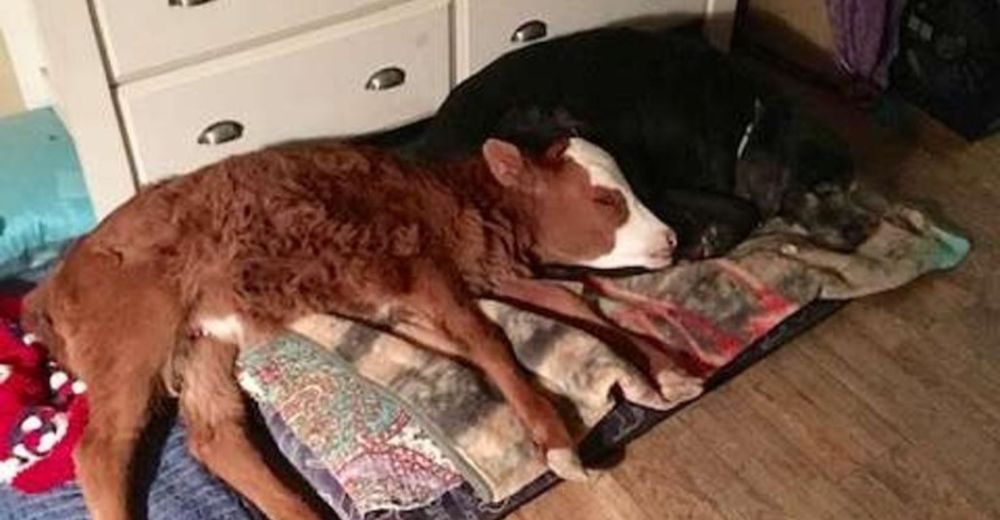 Una ternera rescatada encuentra que el mejor lugar para dormir es la cama del perro Una ternera rescatada encuentra que el mejor lugar para dormir es la cama del perro