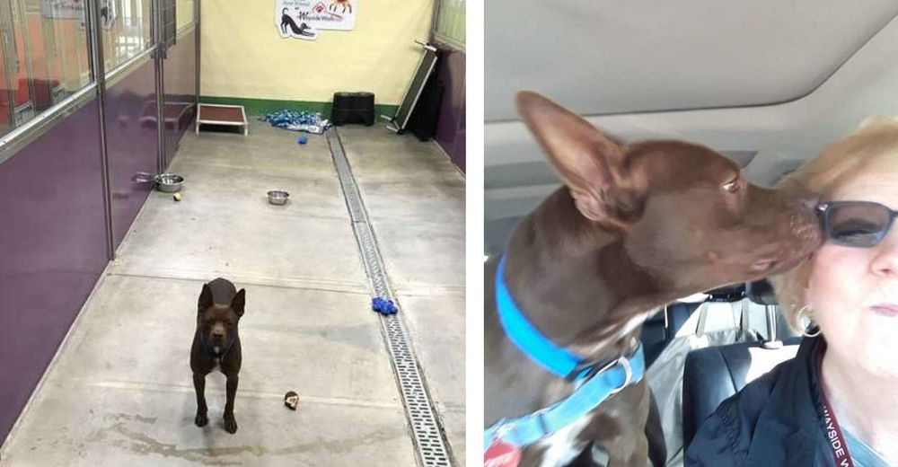 Un perro se queda solo en el refugio después de que todos los demás fueran adoptados Un perro se queda solo en el refugio después de que todos los demás fueran adoptados