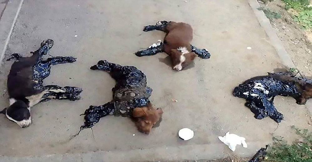 Ve a 4 perros cubiertos de alquitrán dejados en medio de un sol sofocante sin poder moverse Ve a 4 perros cubiertos de alquitrán dejados en medio de un sol sofocante sin poder moverse