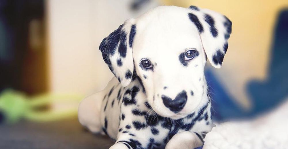 Una mujer publica una foto de su perro dálmata y nadie para de hablar de su singular nariz Una mujer publica una foto de su perro dálmata y nadie para de hablar de su singular nariz