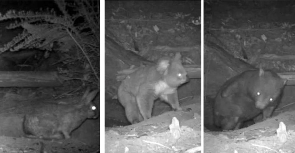 Una cámara oculta captura a tres animales de especies diferentes saliendo de la misma madriguera