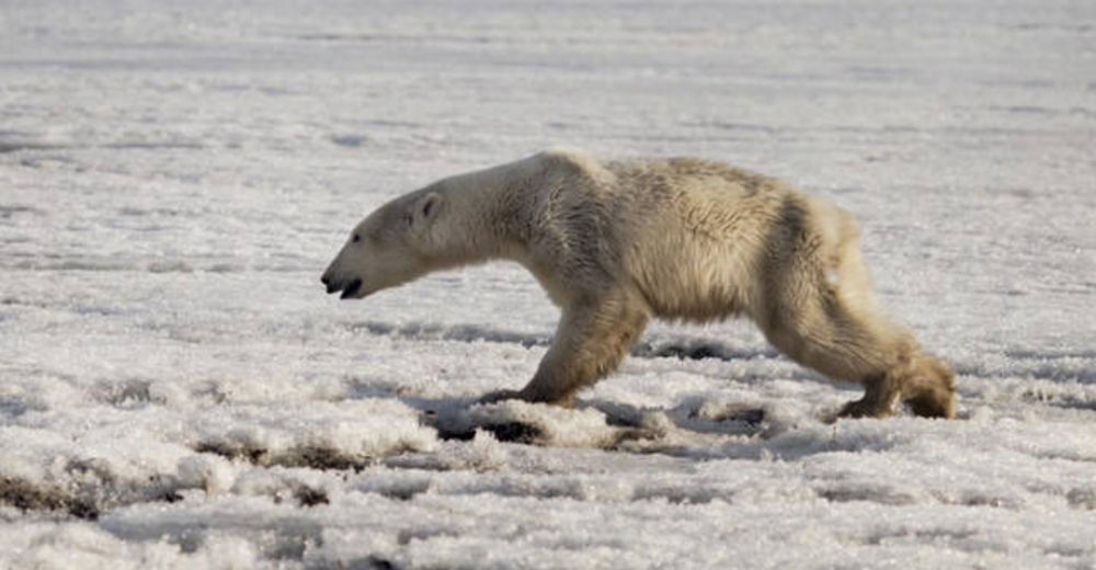 Un desorientado y hambriento oso polar llega a un pueblo tras perderse a 600 km de su hogar
