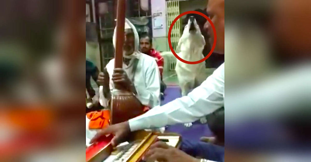Un tierno perrito escucha música de oración y se une a ellos cada semana en el templo sagrado Un tierno perrito escucha música de oración y se une a ellos cada semana en el templo sagrado