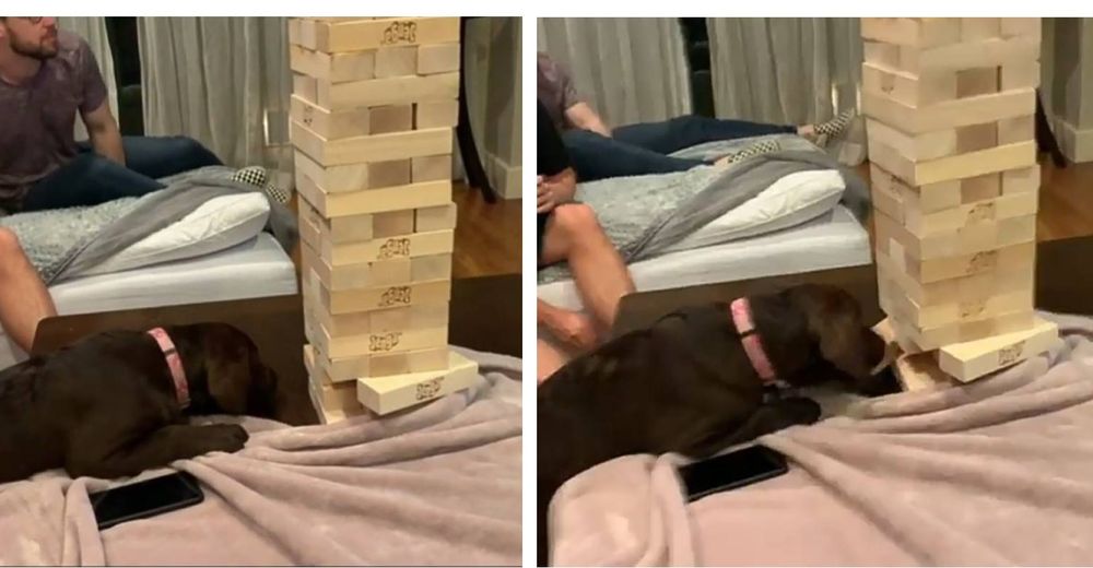 Su familia se puso a jugar Jenga, ella se cansó de verlos fracasar y les enseñó cómo se juega Su familia se puso a jugar Jenga, ella se cansó de verlos fracasar y les enseñó cómo se juega