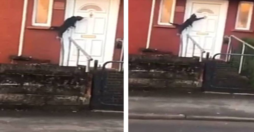 El vídeo de un tierno gatito tocando la puerta con más educación que un humano se hace viral El vídeo de un tierno gatito tocando la puerta con más educación que un humano se hace viral