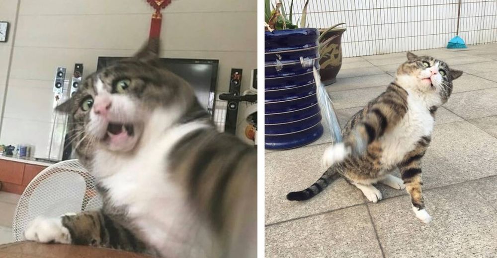 Un gato se vuelve viral por sus hilarantes y dramáticas reacciones que cautivan a toda la red Un gato se vuelve viral por sus hilarantes y dramáticas reacciones que cautivan a toda la red