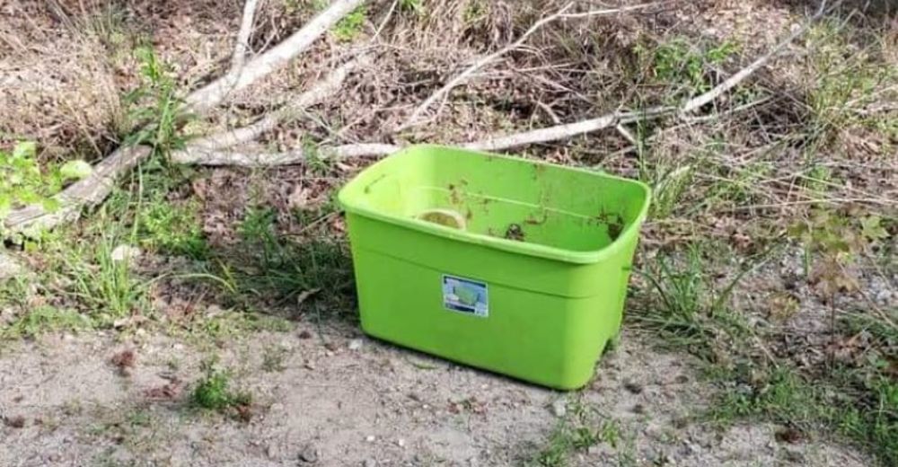 Encuentran una caja abandonada en pleno bosque, pero estaba repleta del más tierno amor Encuentran una caja abandonada en pleno bosque, pero estaba repleta del más tierno amor