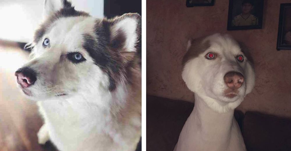 Un perrito es llevado a una nueva peluquería y las cosas no salen como su dueña las planeó Un perrito es llevado a una nueva peluquería y las cosas no salen como su dueña las planeó