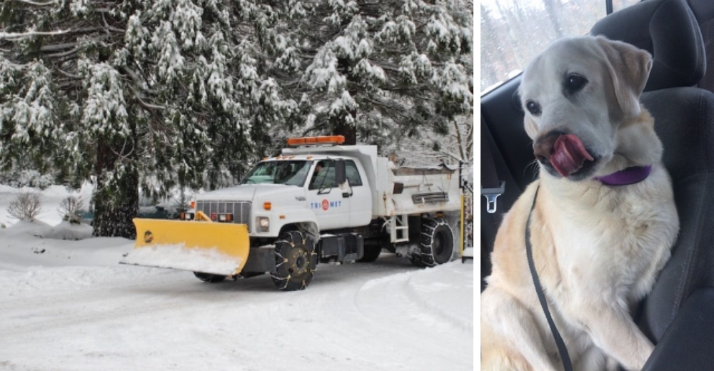 El dramático rescate de una perrita anciana que quedó atrapada bajo la fría nieve durante 5 días El dramático rescate de una perrita anciana que quedó atrapada bajo la fría nieve durante 5 días