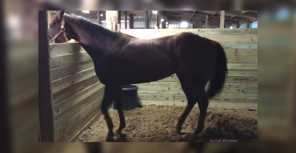 Un peculiar caballo causa furor en las redes bailando al ritmo de una ranchera mexicana Un peculiar caballo causa furor en las redes bailando al ritmo de una ranchera mexicana