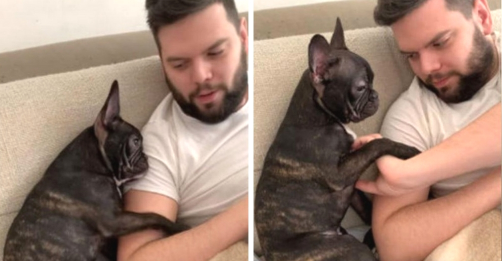 Una hermosa perrita hace de todo para que su humano deje su teléfono y la llene de mimos Una hermosa perrita hace de todo para que su humano deje su teléfono y la llene de mimos