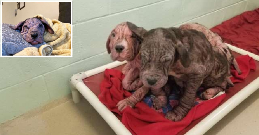 La triste historia de 5 pobres cachorros calvos que fueron abandonados en plena calle La triste historia de 5 pobres cachorros calvos que fueron abandonados en plena calle