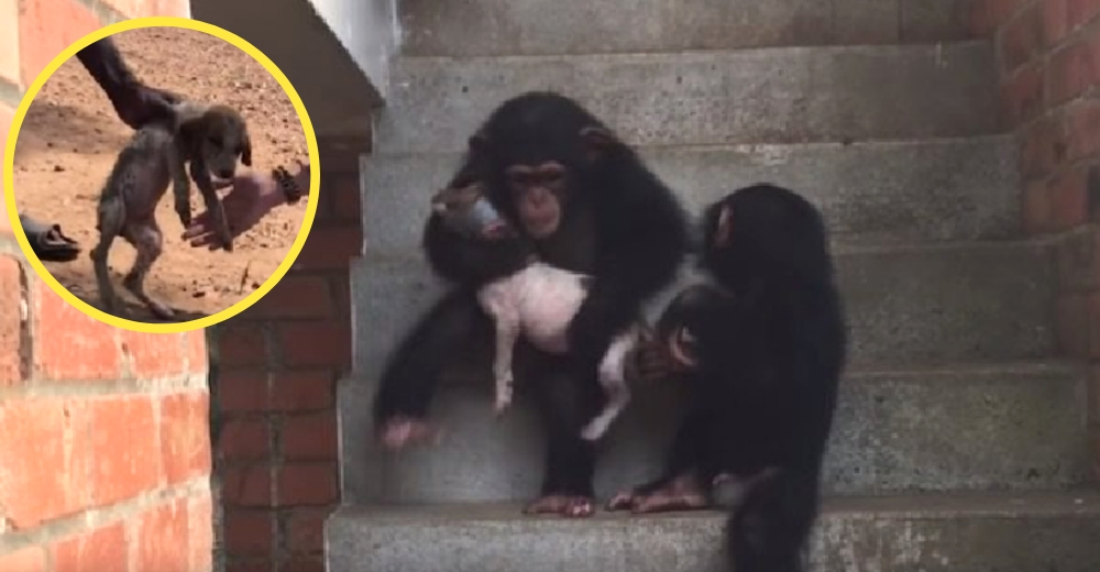 Un perrito rescatado logra olvidar su triste pasado gracias a unos amorosos chimpancés