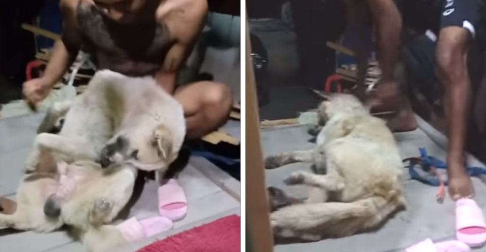 Un adorable perrito finge desmayarse para evitar que lo bañen, pero causa polémica en las redes Un adorable perrito finge desmayarse para evitar que lo bañen, pero causa polémica en las redes