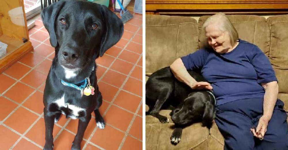 Una anciana se rehusaba a aceptar al perrito que su nieta rescató, hasta que él salvó su vida Una anciana se rehusaba a aceptar al perrito que su nieta rescató, hasta que él salvó su vida