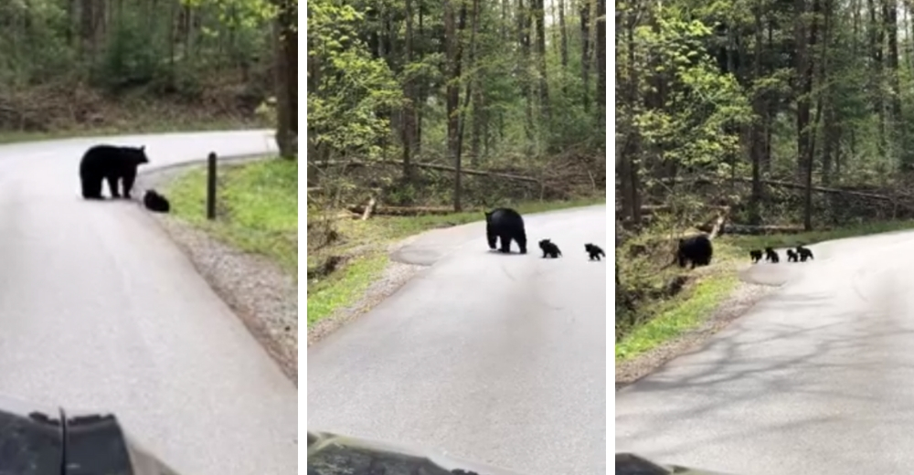 Una amorosa mamá oso detiene el tráfico para que sus cachorros crucen la calle de manera segura Una amorosa mamá oso detiene el tráfico para que sus cachorros crucen la calle de manera segura
