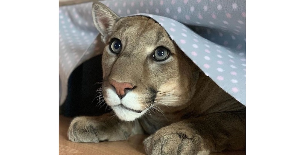 Rescatan un puma del zoo que no puede ser devuelto a su hábitat y vive como un gatito consentido