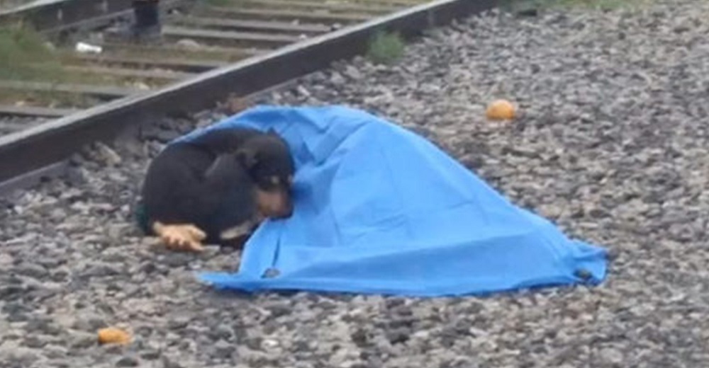 Perrito fiel se niega a separarse de su amo atropellado, era lo único que tenía en la vida