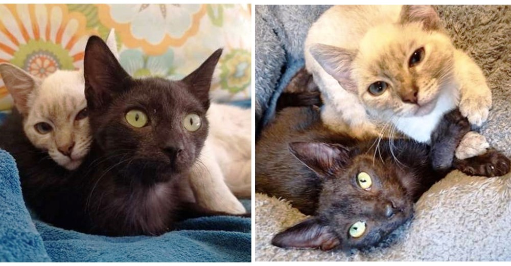 Dos gatitas de acogida se aman tanto que sostienen fuertemente sus patas para que no las separen Dos gatitas de acogida se aman tanto que sostienen fuertemente sus patas para que no las separen