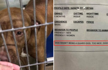 Ruby la pitbull amigable