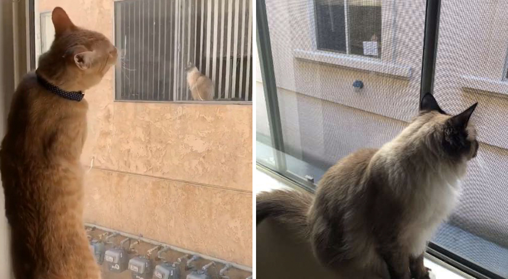 Se enamoran a través de la ventana y sus dueñas no descansan hasta que tengan su primera cita Se enamoran a través de la ventana y sus dueñas no descansan hasta que tengan su primera cita