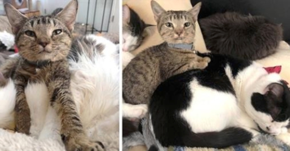 Fue rechazada por su tamaño pero ella sólo reparte mimos a todo gatito de necesidades especiales Fue rechazada por su tamaño pero ella sólo reparte mimos a todo gatito de necesidades especiales