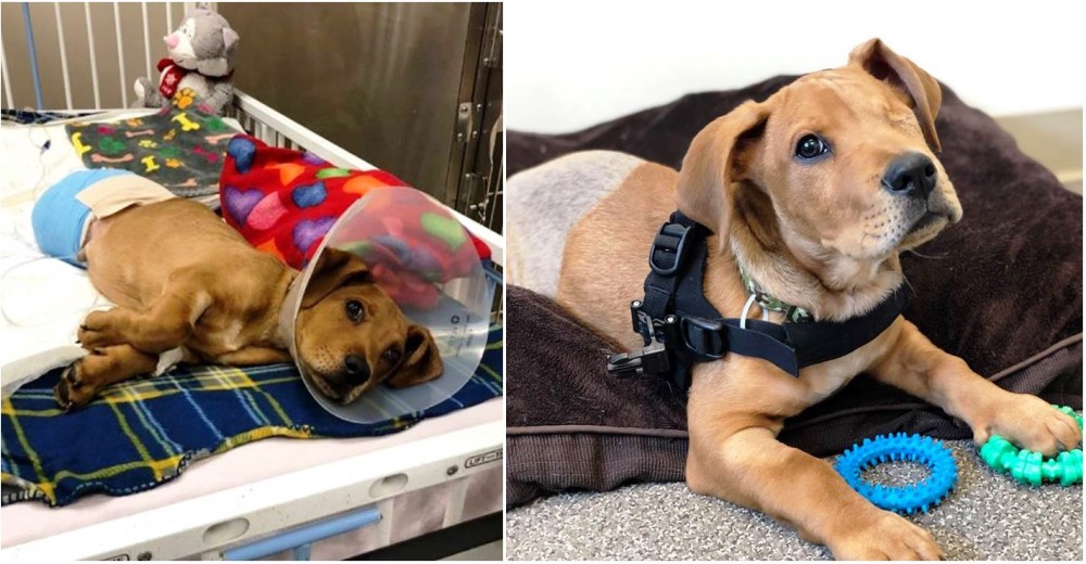 Tras ser abandonado y perder su cola, sus patas traseras y su ojo izquierdo, consigue un hogar Tras ser abandonado y perder su cola, sus patas traseras y su ojo izquierdo, consigue un hogar