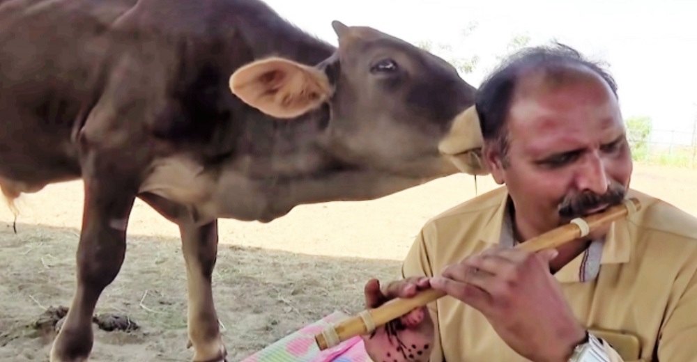 Un talentoso hombre da un concierto de flauta privado a vacas rescatadas y quedan encantadas Un talentoso hombre da un concierto de flauta privado a vacas rescatadas y quedan encantadas
