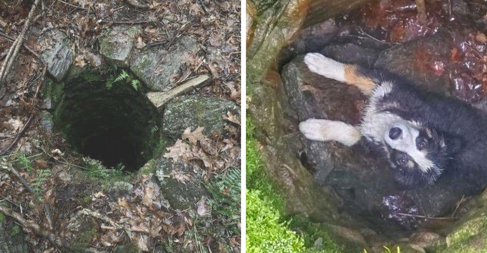 El aparatoso rescate de una cachorrita que cayó en un profundo pozo de más de 3 metros El aparatoso rescate de una cachorrita que cayó en un profundo pozo de más de 3 metros