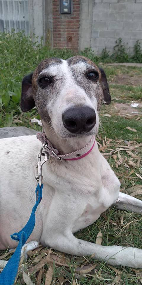 Arizona galgo Argentina