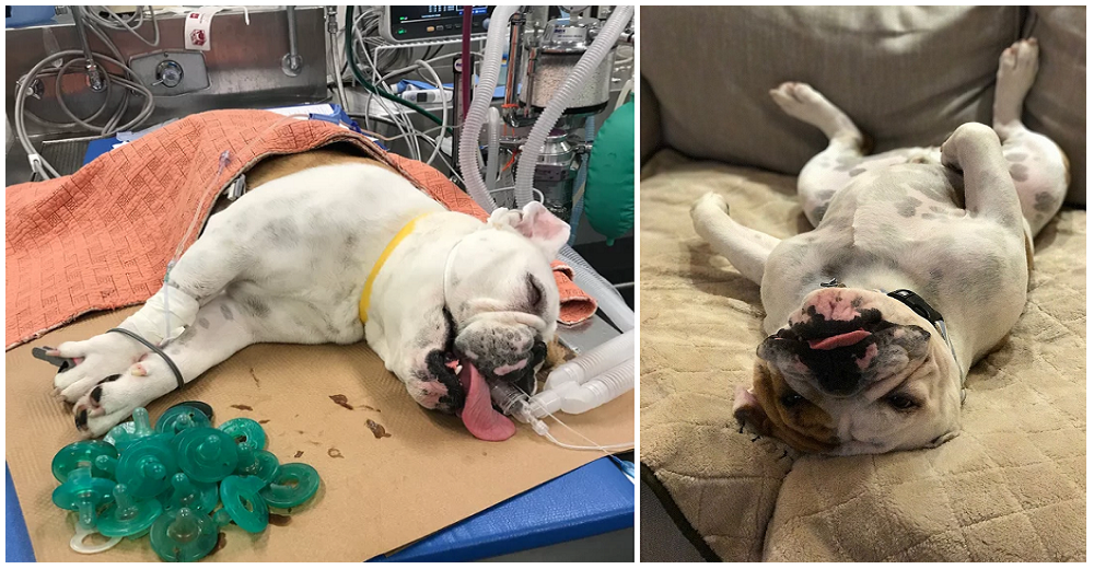 Bulldog es atendido de emergencia y los médicos extraen de su estómago 19 chupetes para bebé