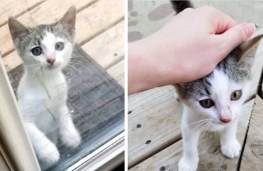 BILLY GATITA RESCATADA
