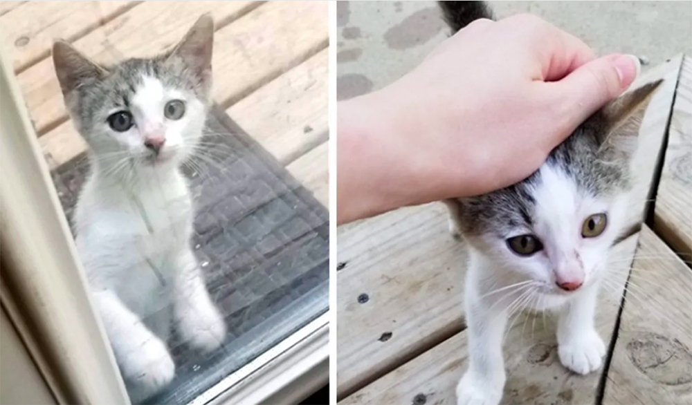 Un gatito callejero se cuela en el patio de una familia para comer y cambia su vida para siempre Un gatito callejero se cuela en el patio de una familia para comer y cambia su vida para siempre
