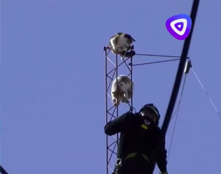 Bombero rescata gatos en Argentina